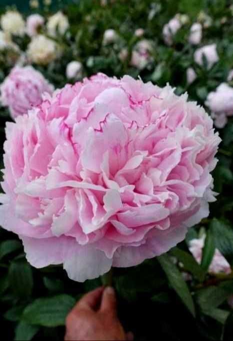 Rizomi ( Bulbi) de Bujor Nobil Sarah Bernard, pt plantat,mari,parfumat