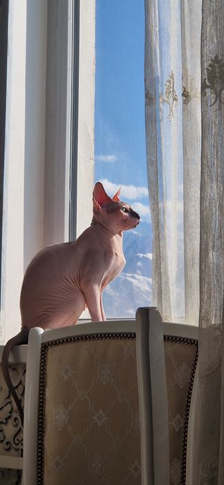 Кот сфинкс стерилизованный