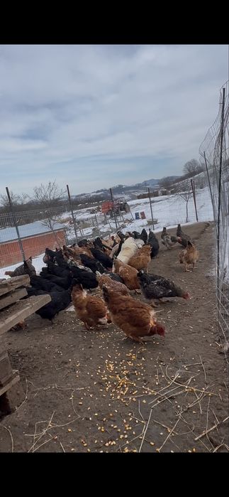 Cocosi rasa mixta Saucani