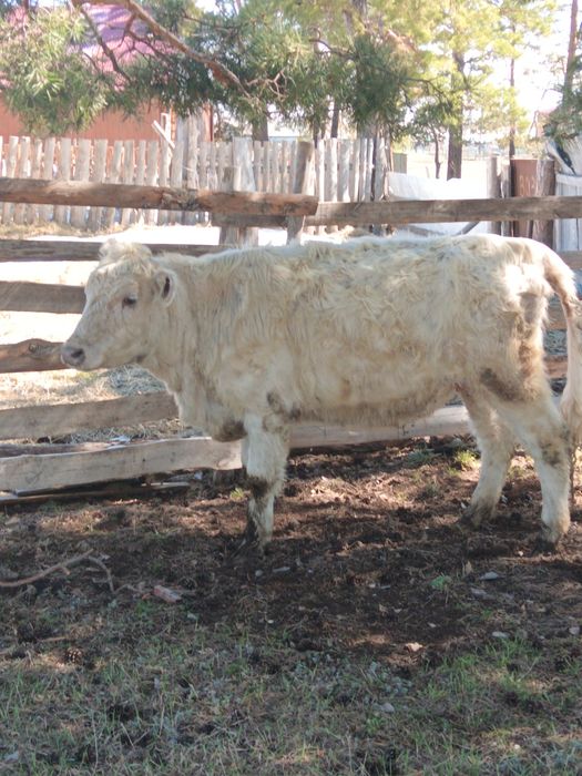 Сатылады аулекол тайша еки жылдык продам тёлка аулекол