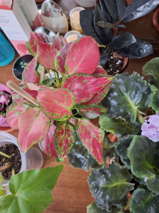 Комнатные растение