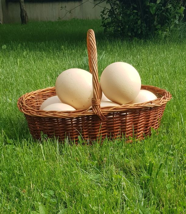 Vând ouă de strut de consum