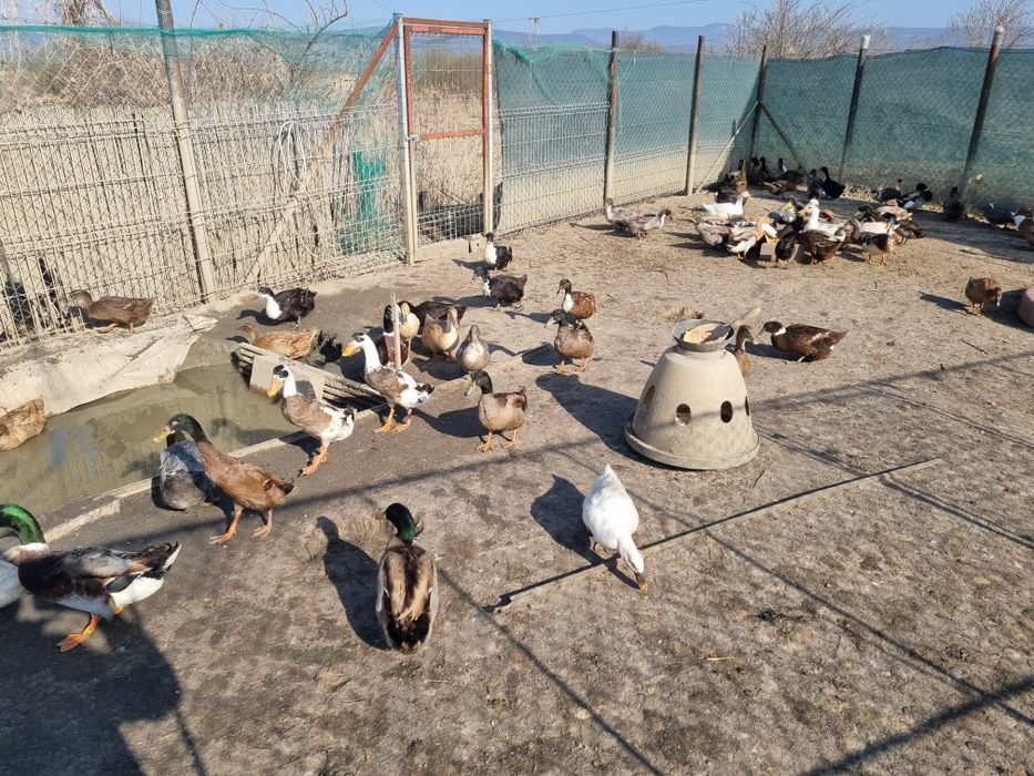 Oua de incubat de la rate Rouen, Pekin, Cayuga, si alergatoare indiene