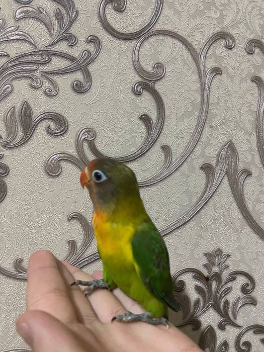 Ruchnoy popugay sotiladi