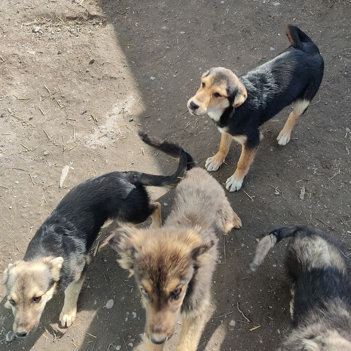 Щенки бесплатно в добрые руки