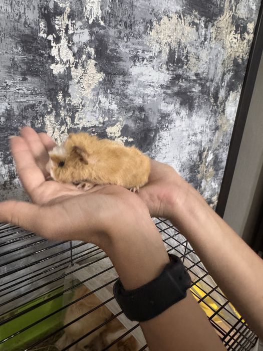 Продам морских свинок