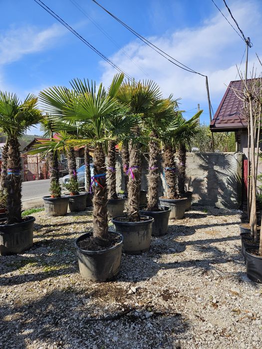 Palmierii rezistenți la îngheț toate dimensiunile