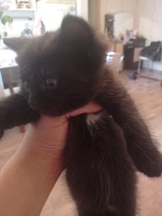 Отдам котят в добрые руки