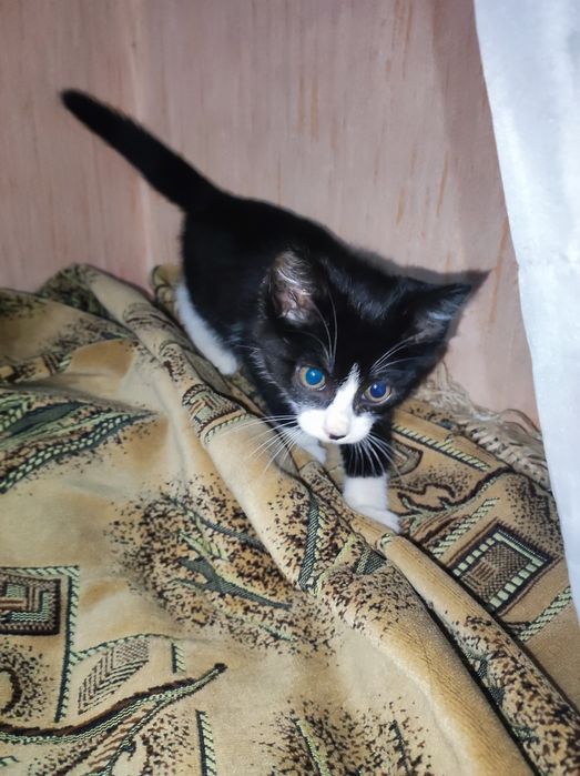 Котёнок 3 месяца , девочка