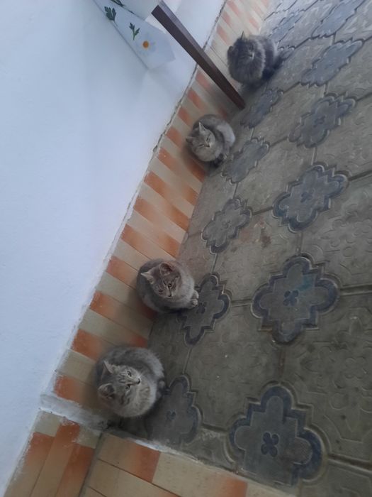 Котята ухожинные