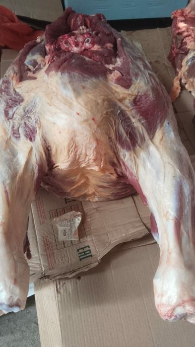 Молодняк молодняк