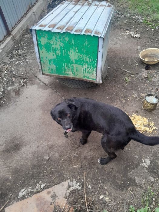 Отдам пса в добрые руки