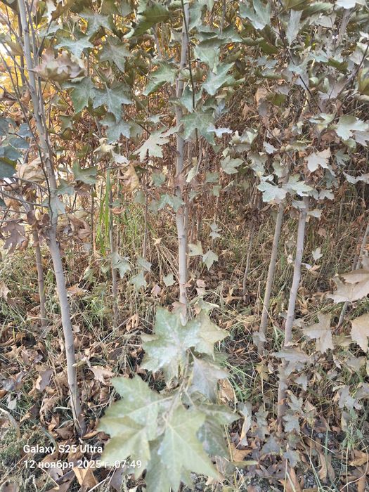 Чинор дарахт тошкентда