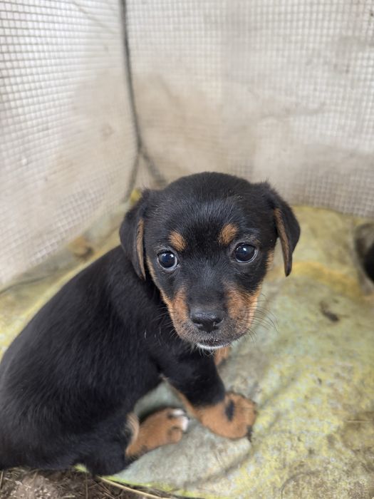 Pui de cățel spre adopție – talie mică/medie, foarte iubitori și jucăuși
