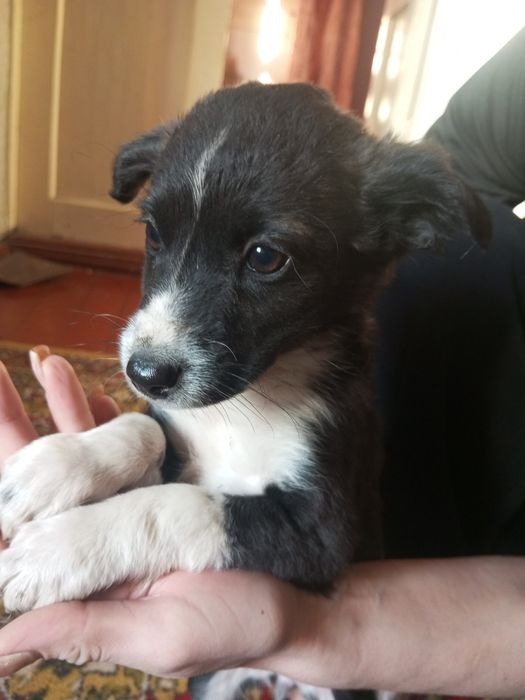 Отдаём в добрые руки 4 девочки