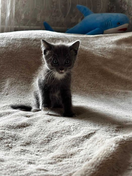 Дарю шустрых котят
