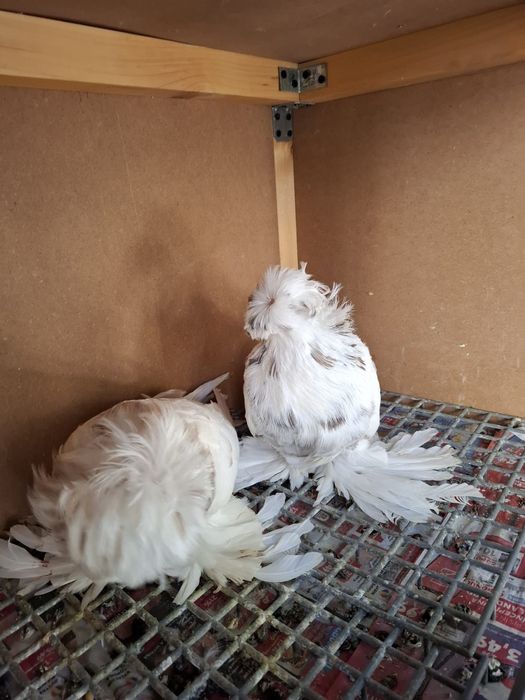 Vând porumbei de ornament