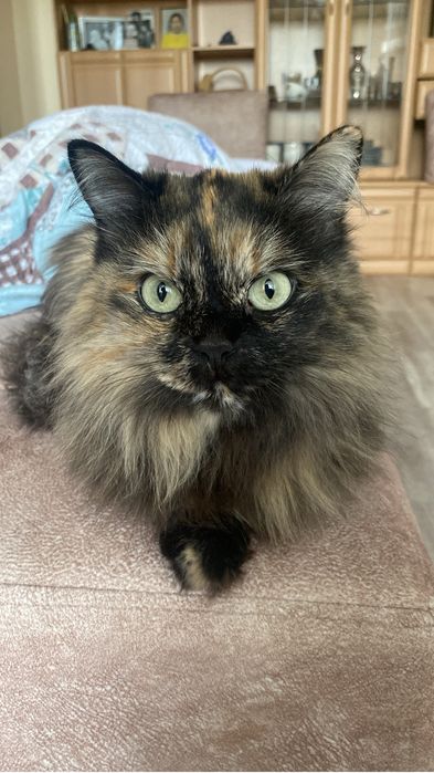 Отдам кошку в добрые руки