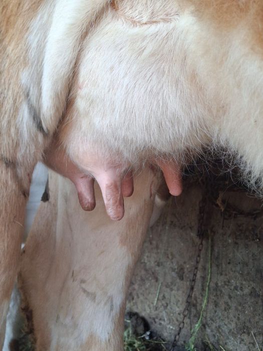 Junica de vanzare cu vitica de 3 saptamani