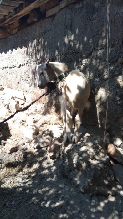 Ешкі 2 лақпен