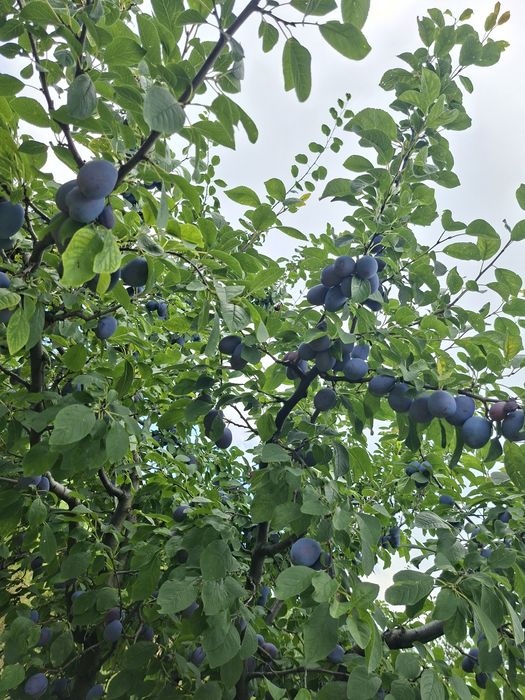 Prune pentru  masa