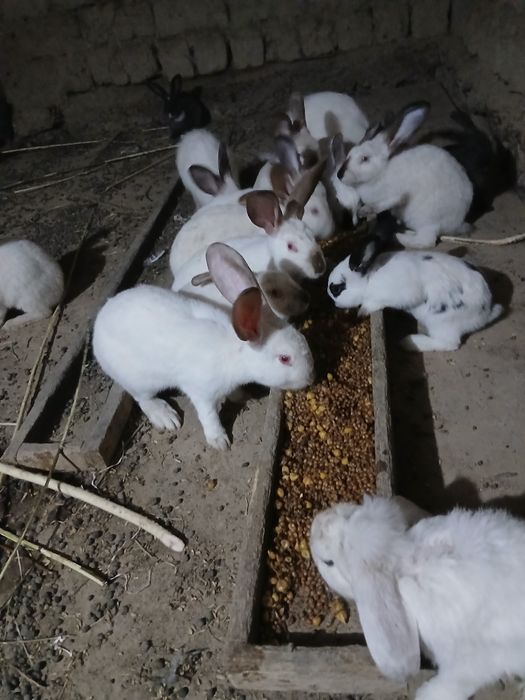 Quyon sotilad 4 hil zotidan bor nafhlar 300000 da 50 gach bor