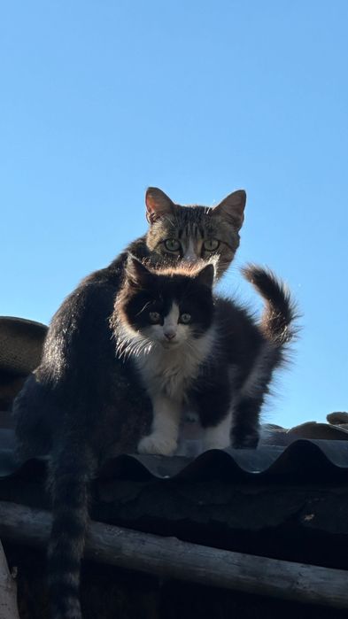 Котенок ищет дом