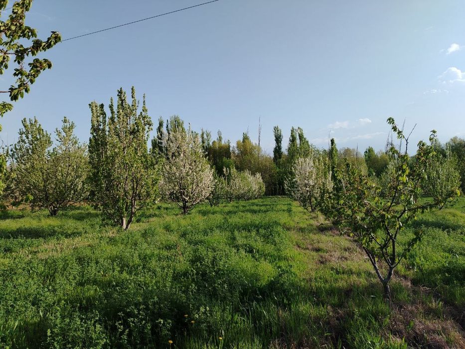 Ташморяда 60 стокли ер