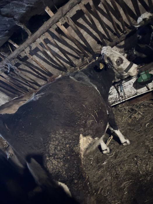 Vacă de vânzare Baltata