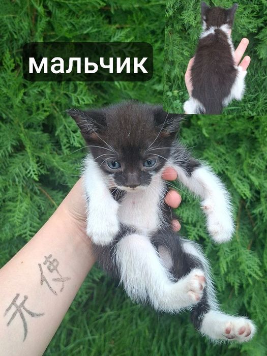 Котята в добрые руки