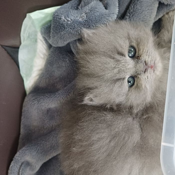 Британски котенца