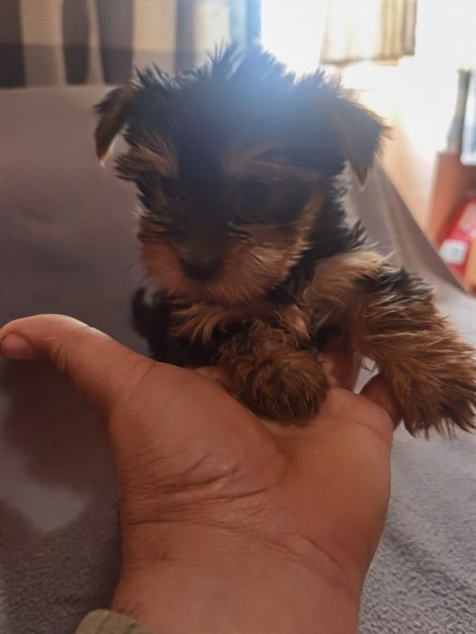 Yorkshire Terrier  mini mini