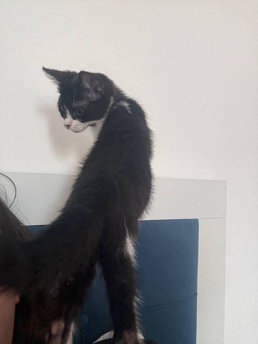 Отдам котёнка в добрые руки