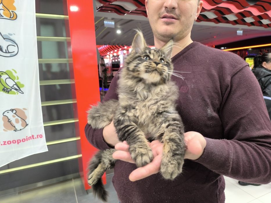 Pui Maine Coon de vanzare