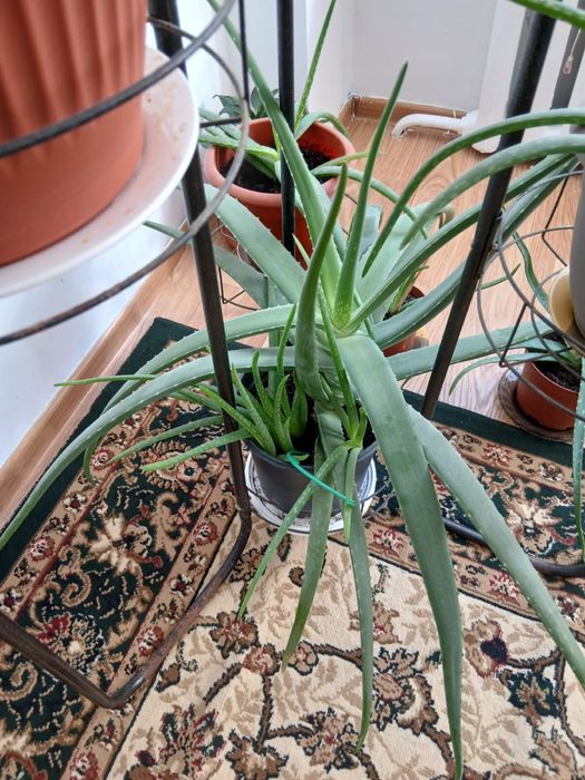 Алоэ вера многолетнее