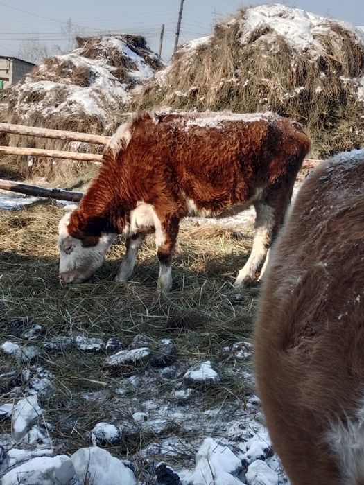 Продам телок и корова