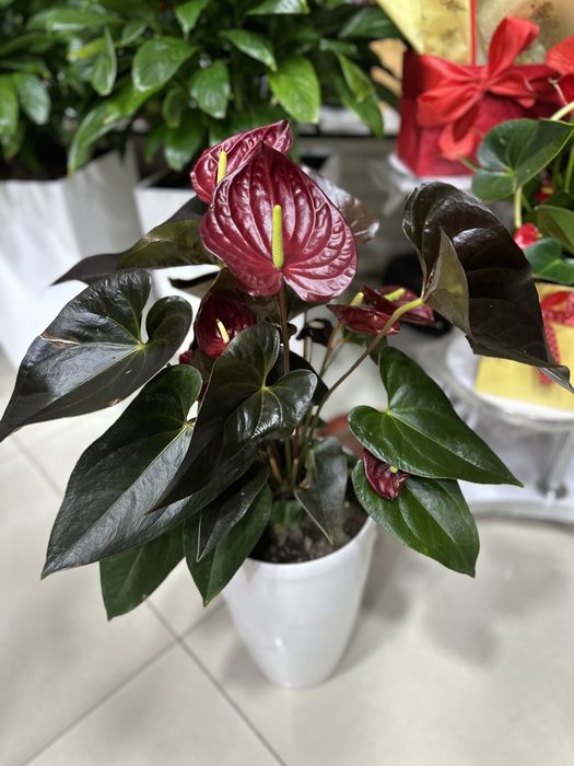 Комнатные растения