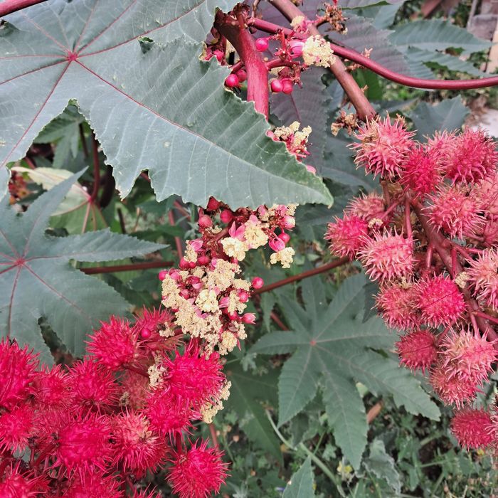 Семена от растение рицин