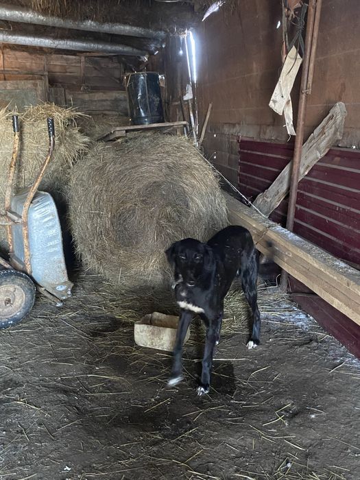 Грейхаунд Қаншық 1 жас