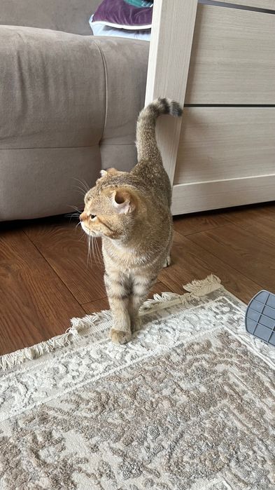 Котенок шотландский вислоухий