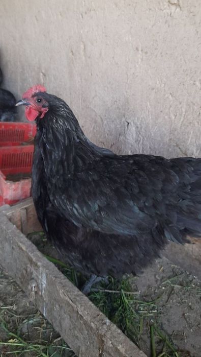 Хан хаяп астралорп яйца хан хяп тхум avstralob