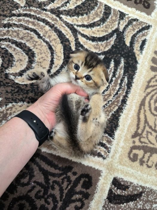 Шикарные игривые малыши