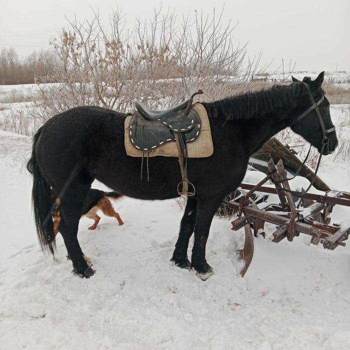 Продам Кабылу и Жеребца