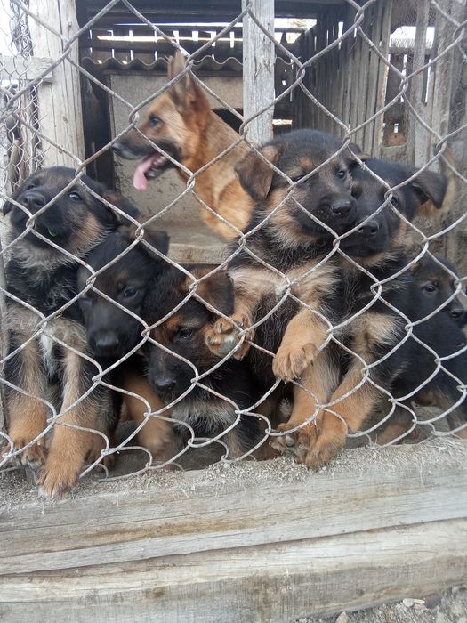 Щенки немецкой овчарки