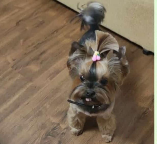 Пропала собака, йоркширский терьер