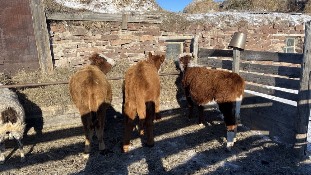 Продам годовалых КРС Телки.