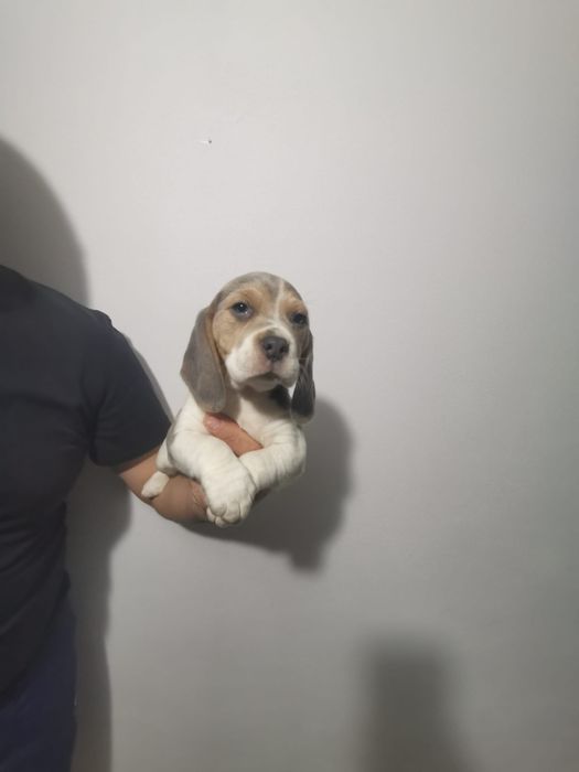 Rezervări beagle blue