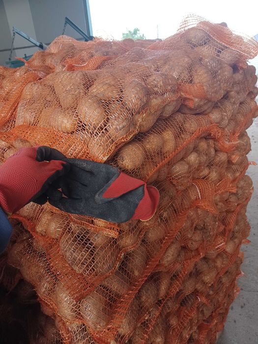 Vand cartof consum alb