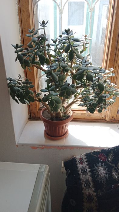 Самовар электрический