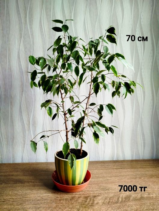 Цветы, цветы, цветы